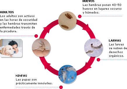 Antiparasitario Pipeta Advantix para Perros - 25 a 40 kilos