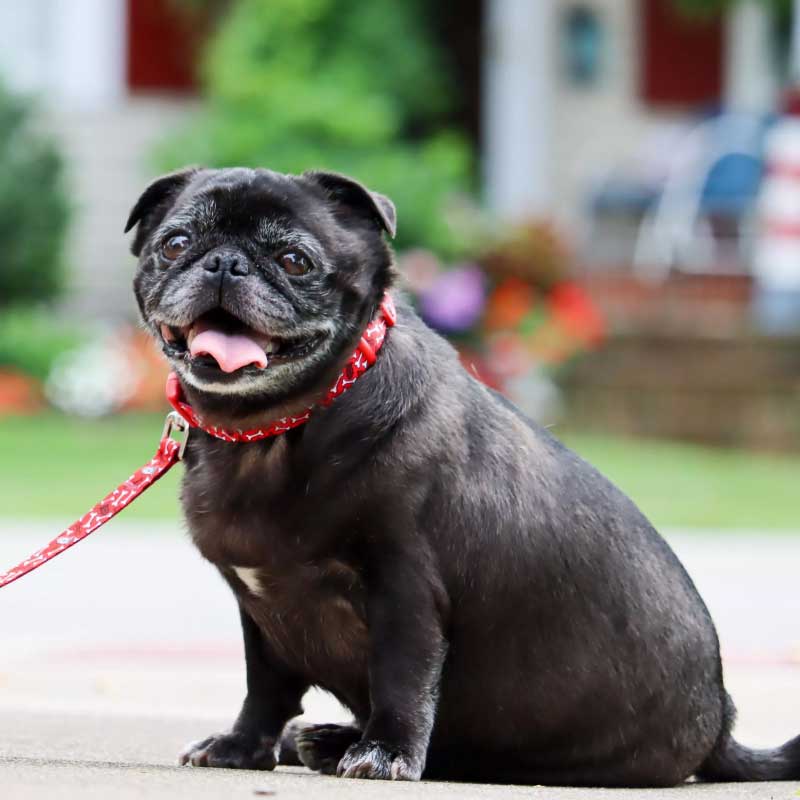 Coastal Style Collar Bones para Perros - S