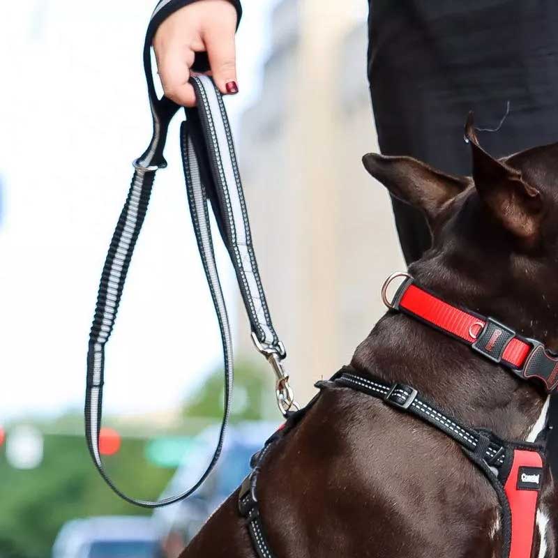 Coastal Bungee Correa Anti Tirones