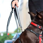 Coastal Bungee Correa Anti Tirones