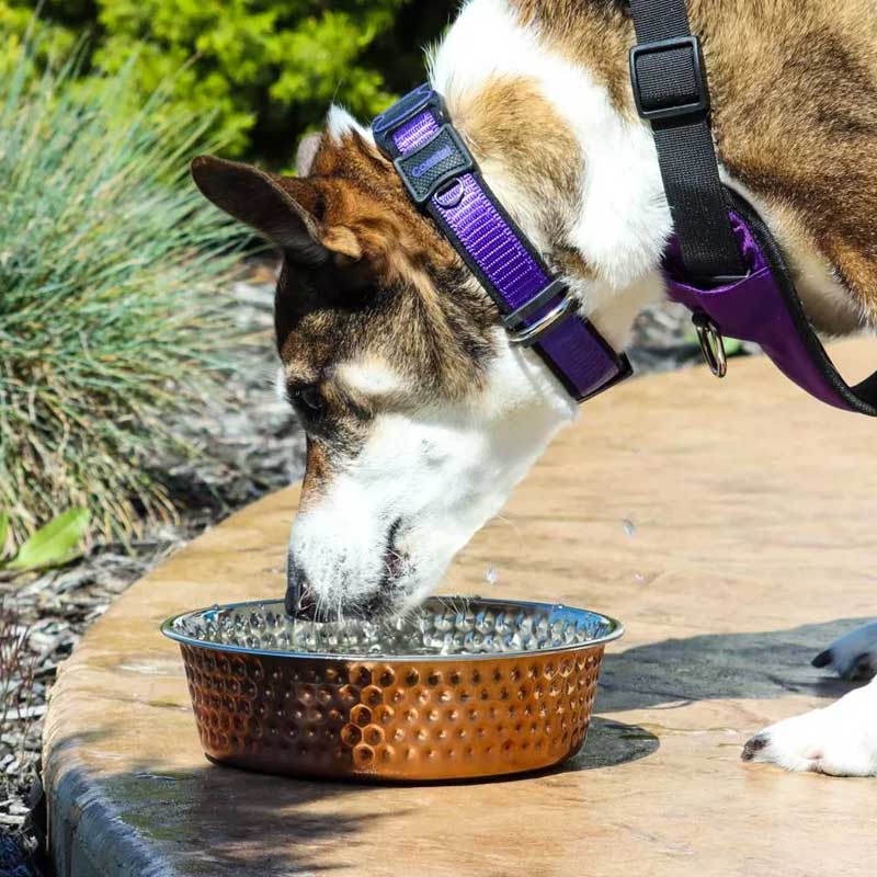 Coastal Maslow Plato Cobre Martillado - 709 ml