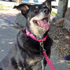 Coastal Style Collar Dots para Perros