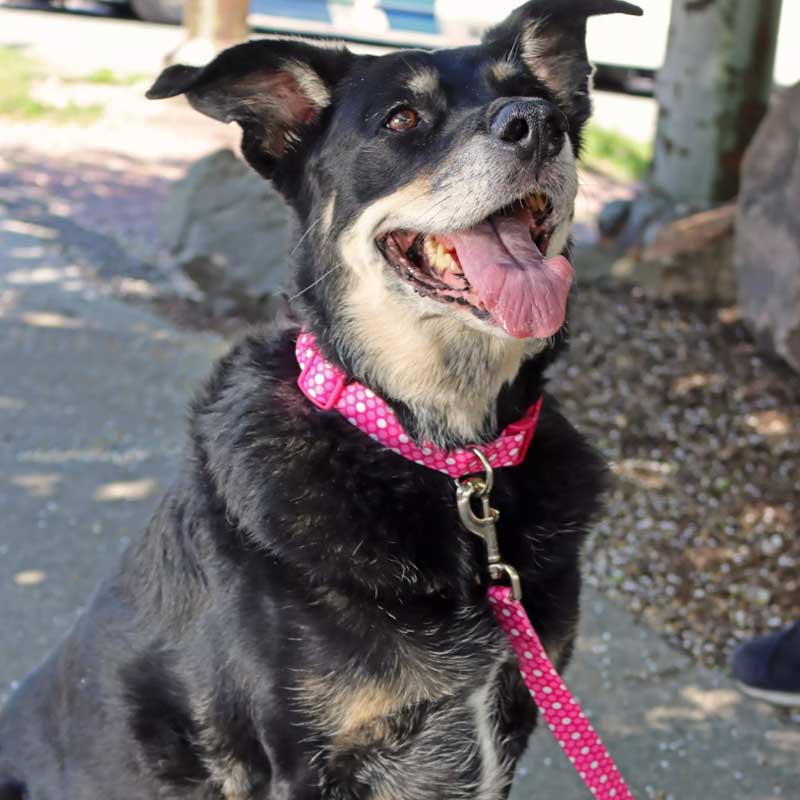 Coastal Style Collar Dots para Perros - S