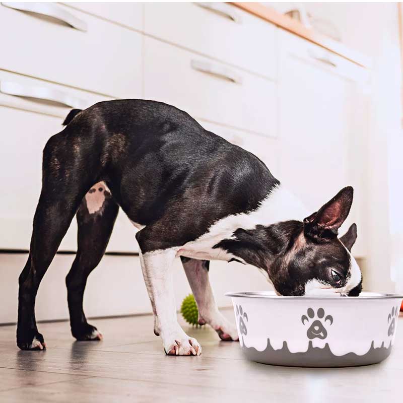 Coastal Maslow Plato Paw - Gris / 384 ml