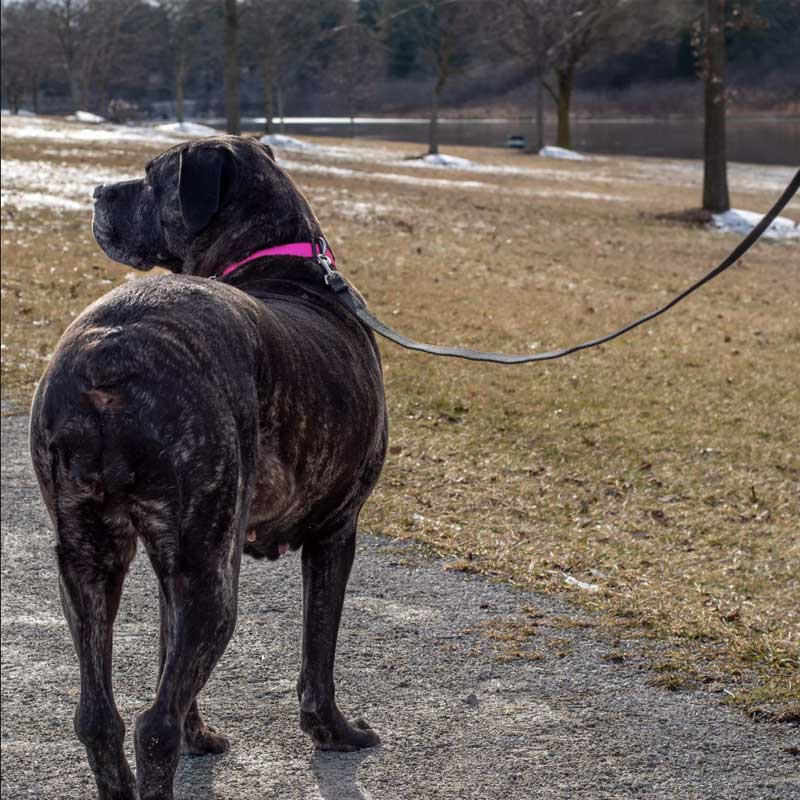 Correa de Entrenamiento Coastal - Rojo / 4,5 m