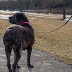 Correa de Entrenamiento Coastal - Rojo / 4,5 m