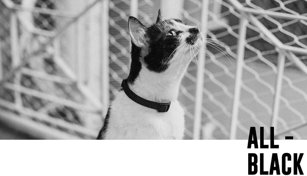 Collar para Gatos "Gotham" Zee.Cat