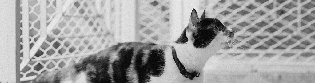 Collar para Gatos "Gotham" Zee.Cat