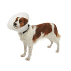 Collar Isabelino Buster colocado en perro blanco y café, diseñado para proteger heridas y evitar el lamido durante la recuperación.
