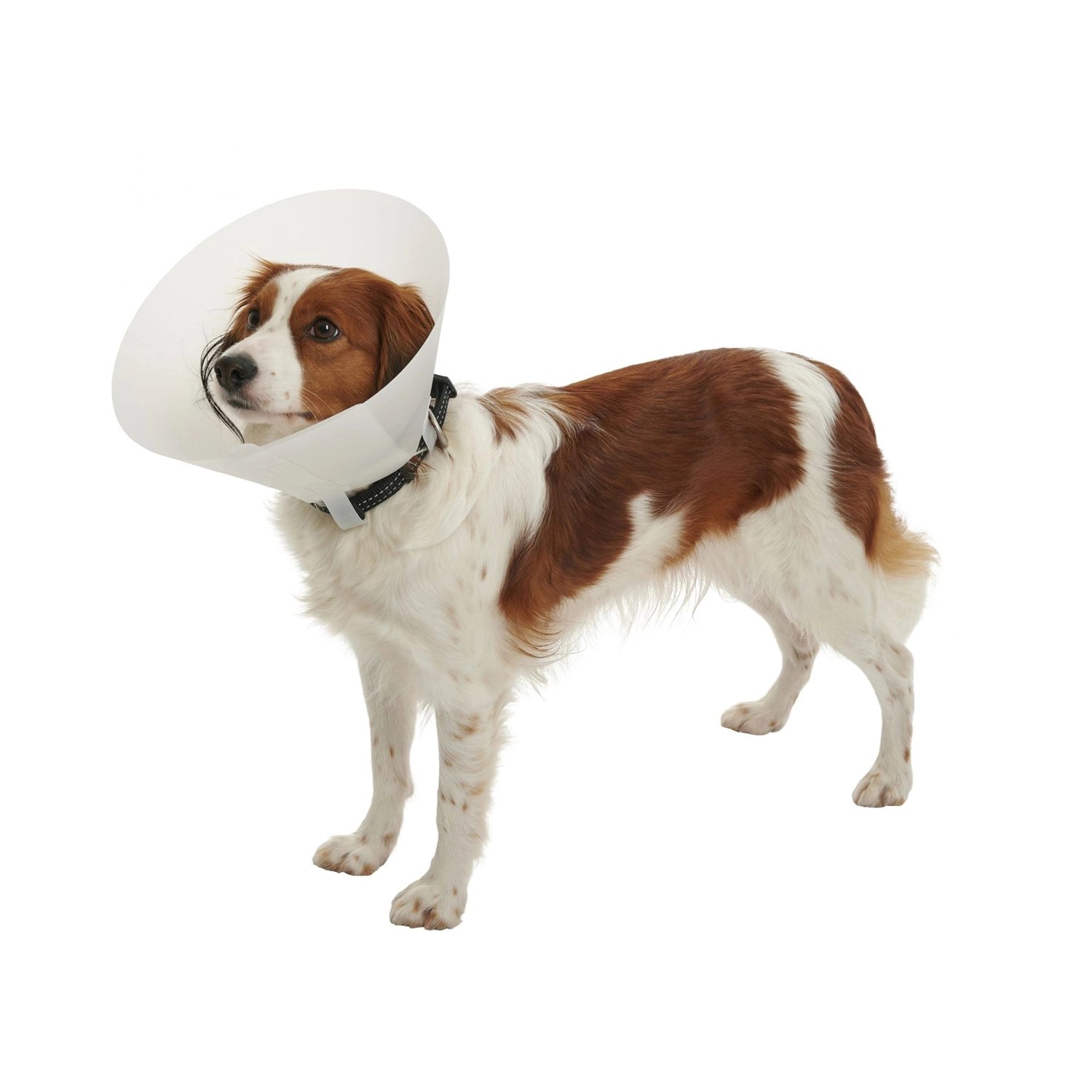 Collar Isabelino Buster colocado en perro blanco y café, diseñado para proteger heridas y evitar el lamido durante la recuperación.
