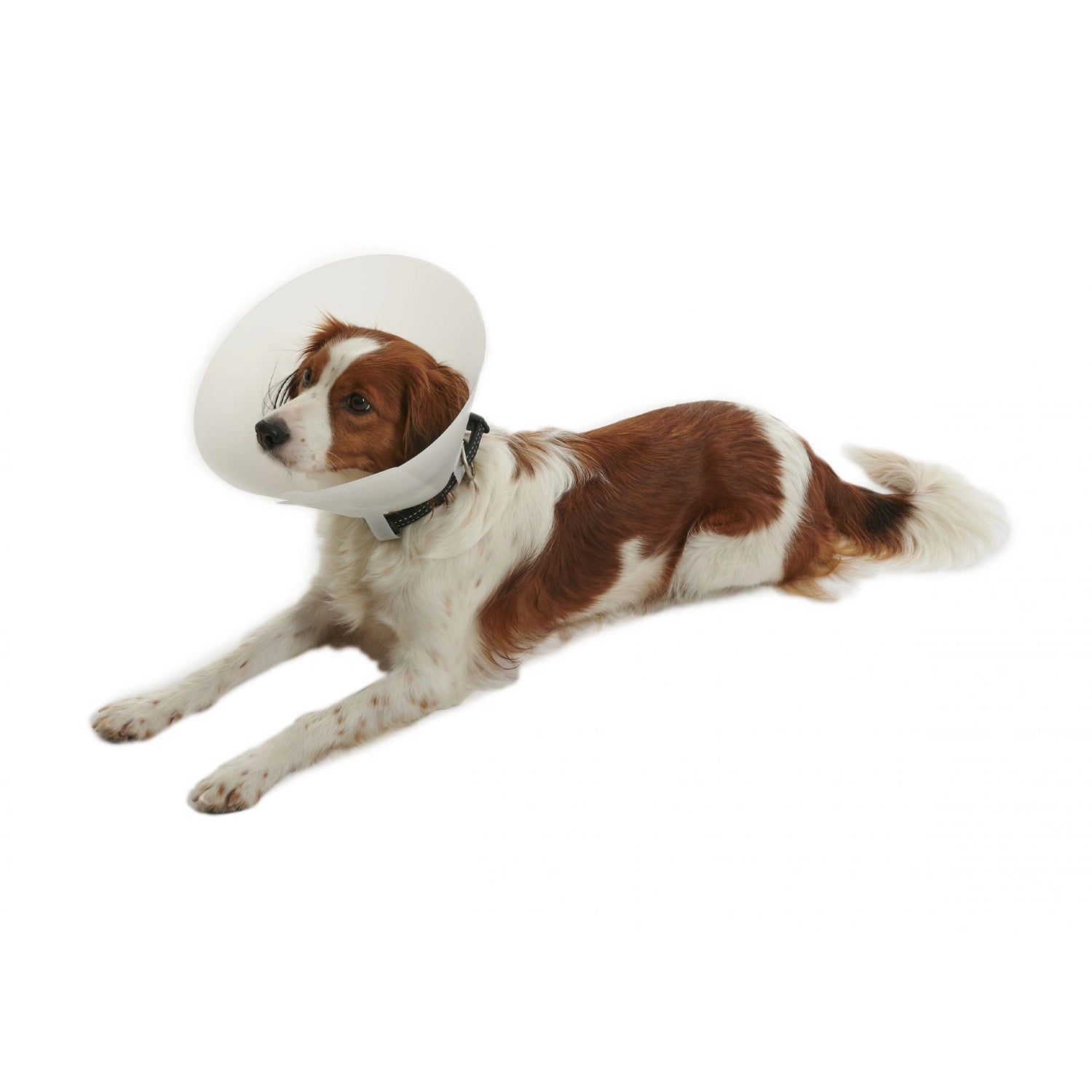 Collar Isabelino Buster colocado en perro blanco y café, diseñado para proteger heridas y evitar el lamido durante la recuperación.
