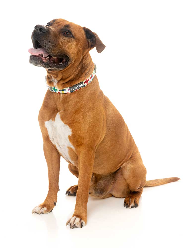 Collar para Perros "Jenga" Fuzzyard  - M