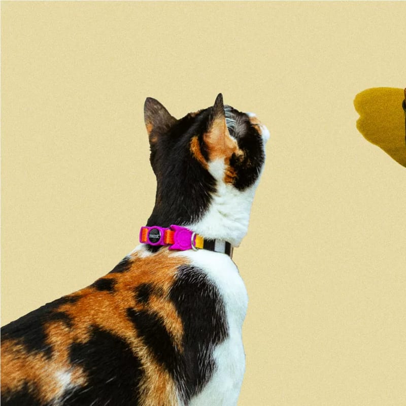 Collar para Gatos "Prisma" Zee.Cat