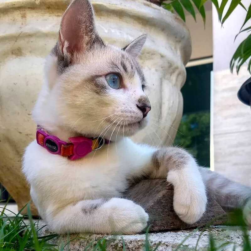 Collar para Gatos "Prisma" Zee.Cat
