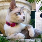 Collar para Gatos "Prisma" Zee.Cat