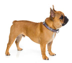 Collar para Perros "RAD" Fuzzyard 