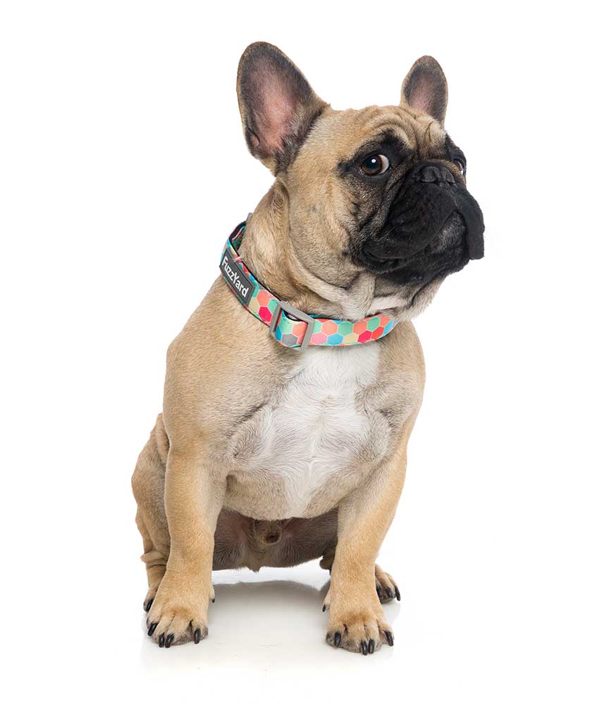 Collar para Perros "The Hive" Fuzzyard - M