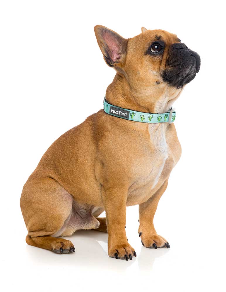 Collar para Perros "Tucson" Fuzzyard  - M