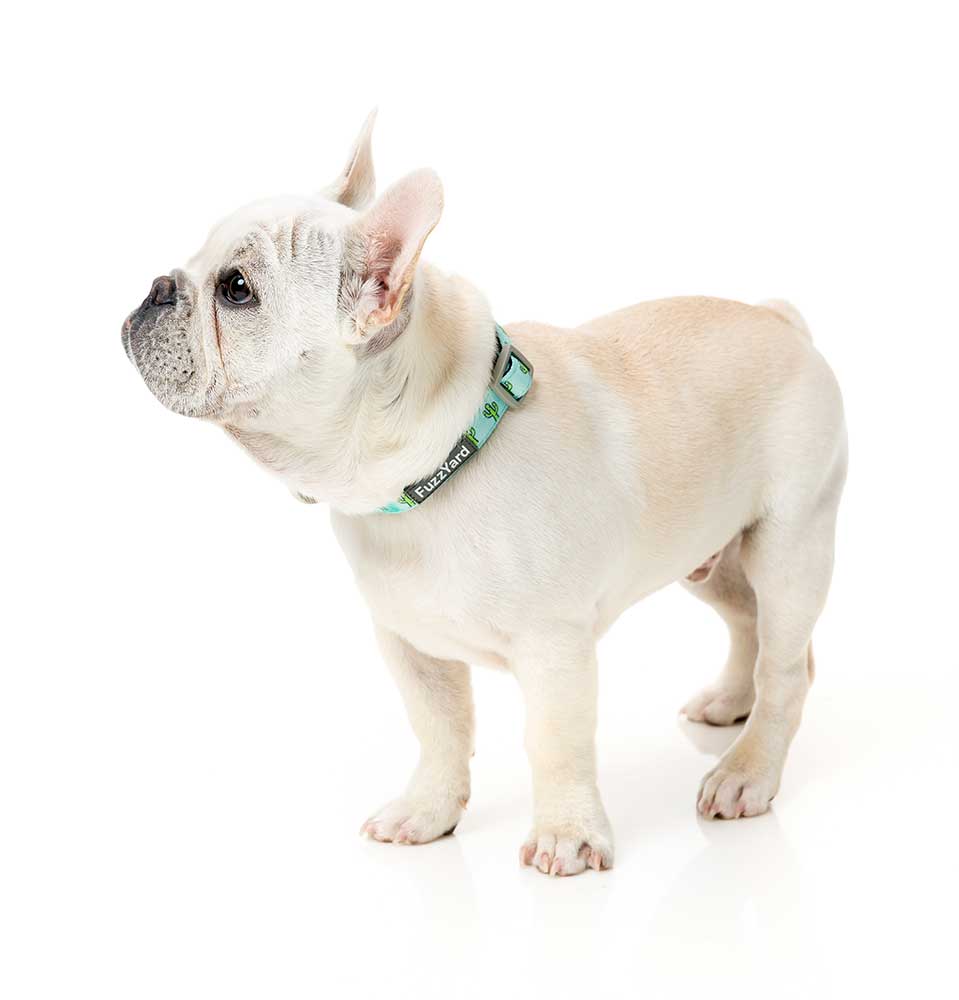 Collar para Perros "Tucson" Fuzzyard 