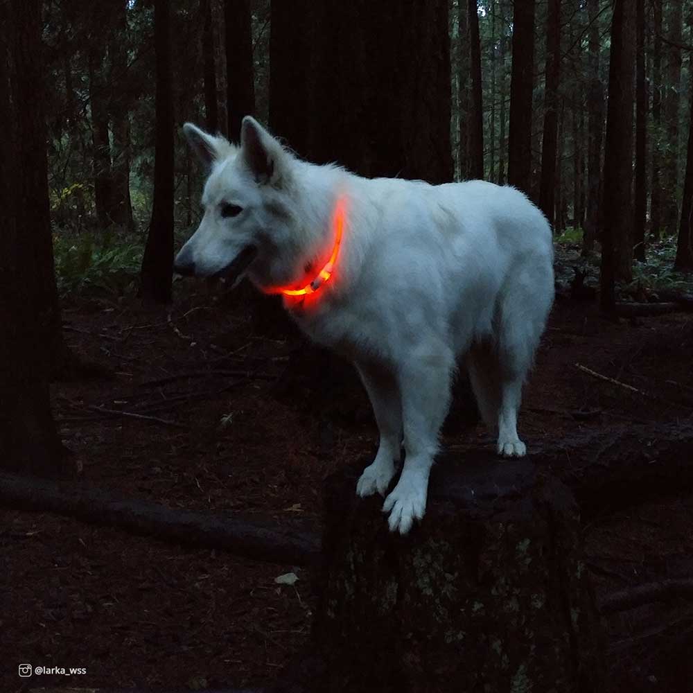 Collar de Luz con USB para Perros - L