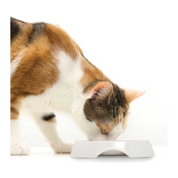 Comedero con Borde Bajo Doble para Gatos