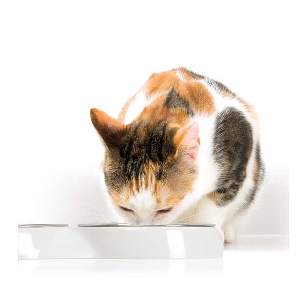 Comedero con Borde Bajo Doble para Gatos