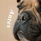 Balm Hidratante Patas y Nariz Cool Pet