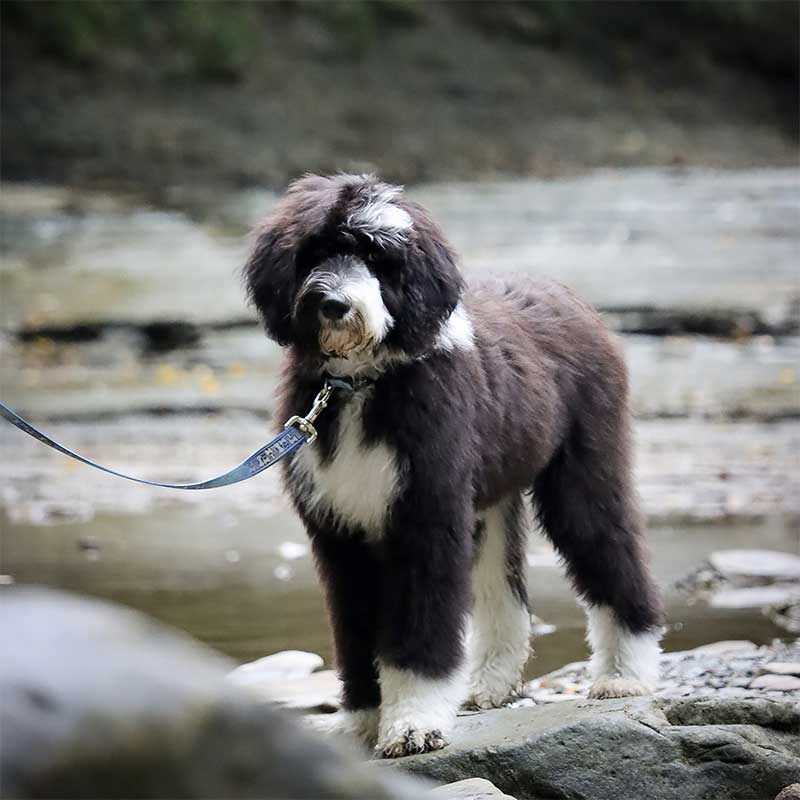  Coastal Lazer Brite Correa Galaxy para Perros - M