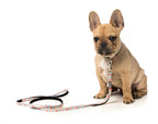 Correa para Perros "The Hive" Fuzzyard - M/L