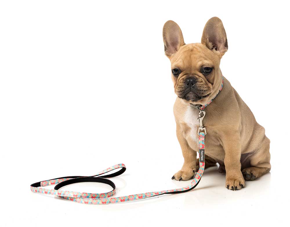 Correa para Perros "The Hive" Fuzzyard - M/L