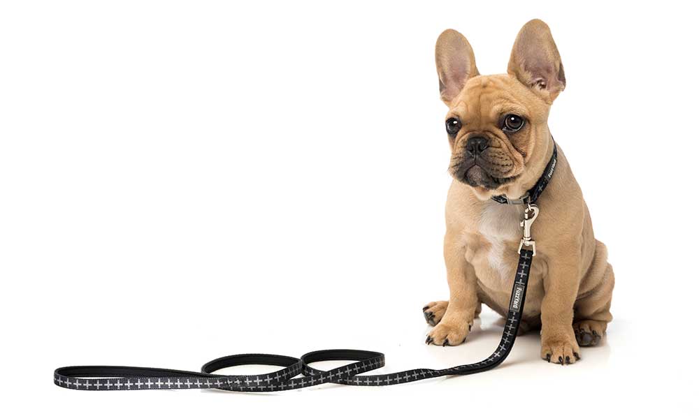 Correa para Perros "Yeezy" Fuzzyard - M/L