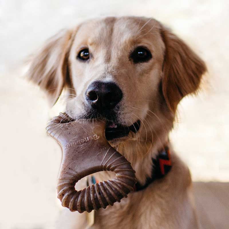 Benebone Dental Chew Tocino