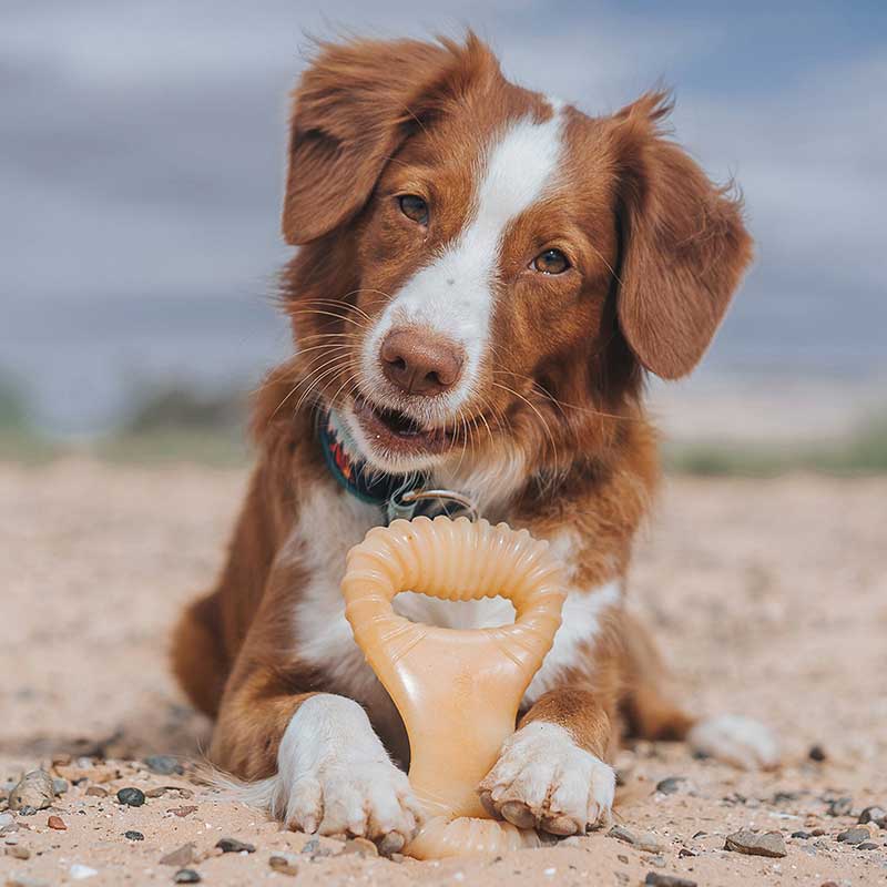 Benebone Dental Chew Pollo