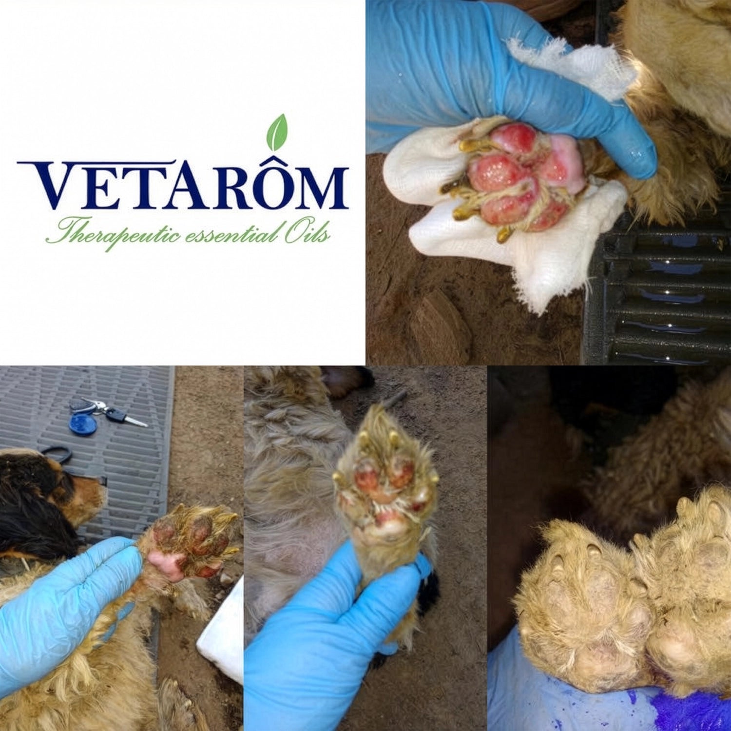 Spray DERMO-ACTIV Cicatrizante y Desinfectante Medvetarom con fórmula vegana para cicatrizar y proteger la piel.