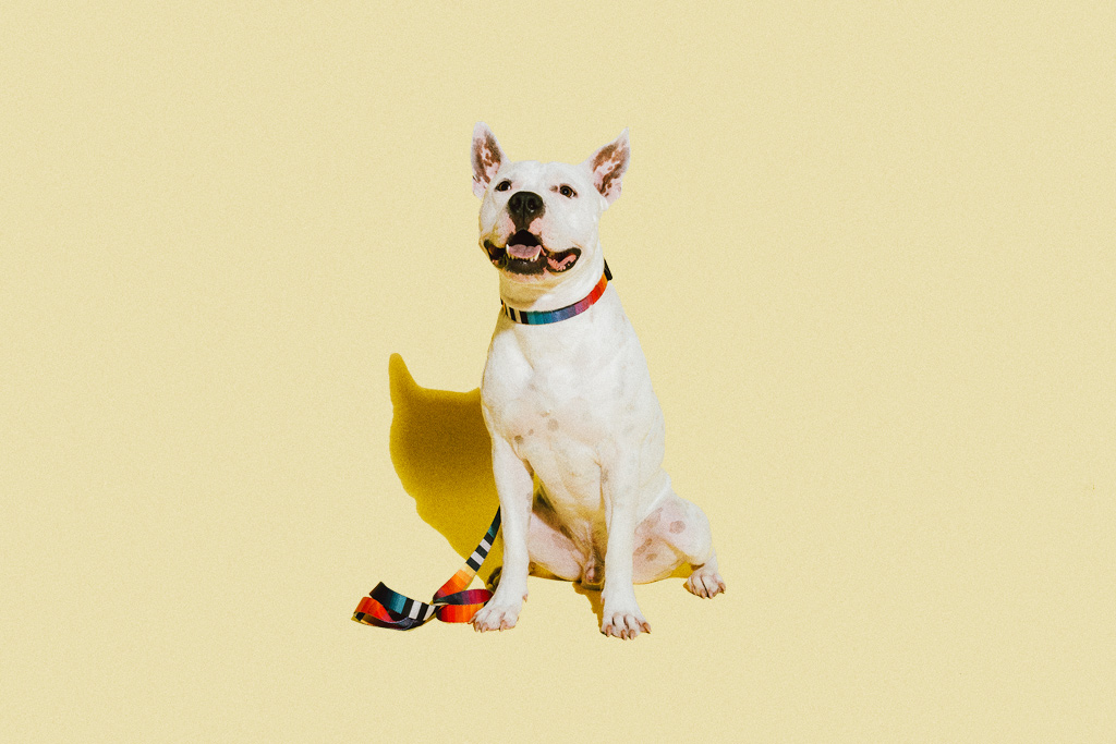 Collar para Perros "Prisma" Zee.Dog