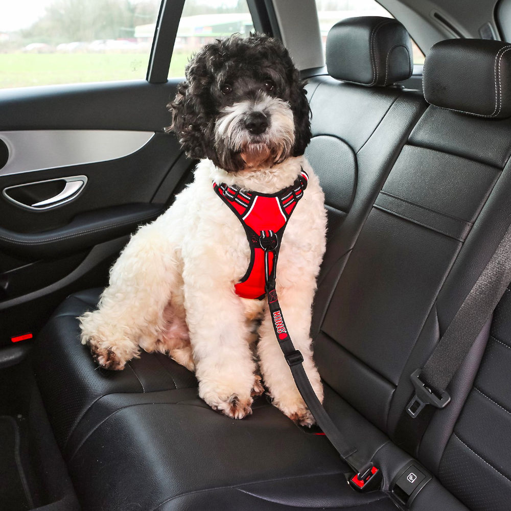 Enganche de Cinturón de Seguridad "Kong Travel" 