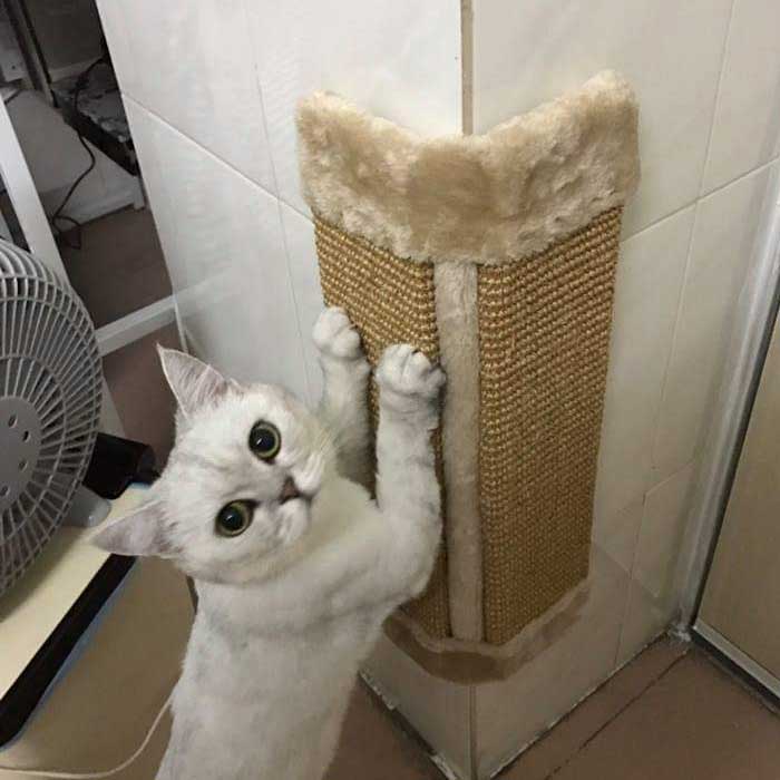 Rascador Esquinero para Gatos