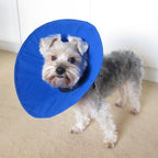 Collar Isabelino KONG EZ Soft 