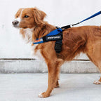 Arnés Express Ezydog - Rojo / L