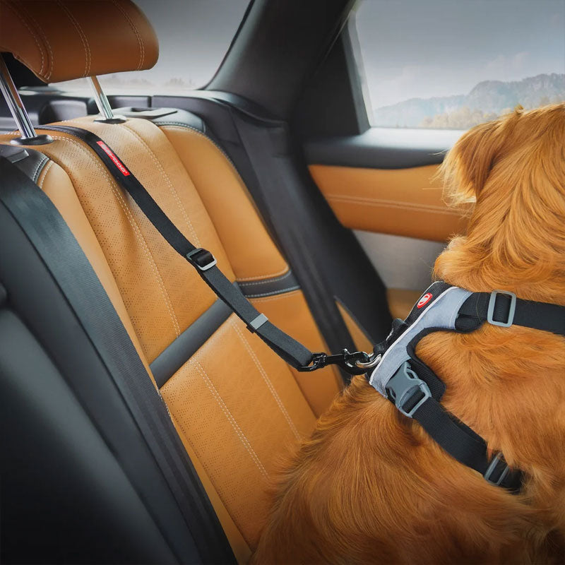 EzyDog Click Isofix Cargo