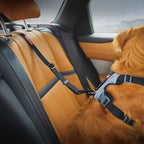 EzyDog Click Isofix Cargo