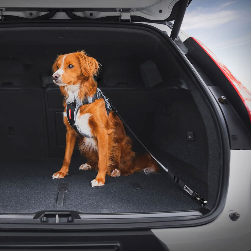 EzyDog Click Isofix Estandar