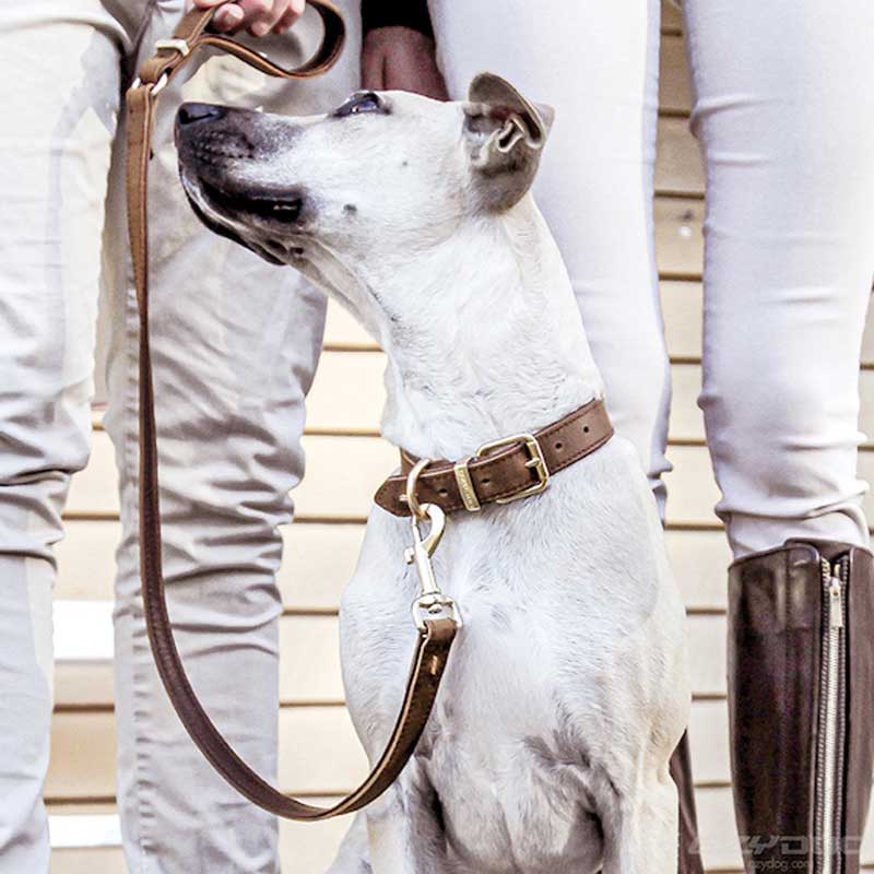 Collar de Cuero Oxford EzyDog