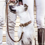 Collar de Cuero Oxford EzyDog - Large