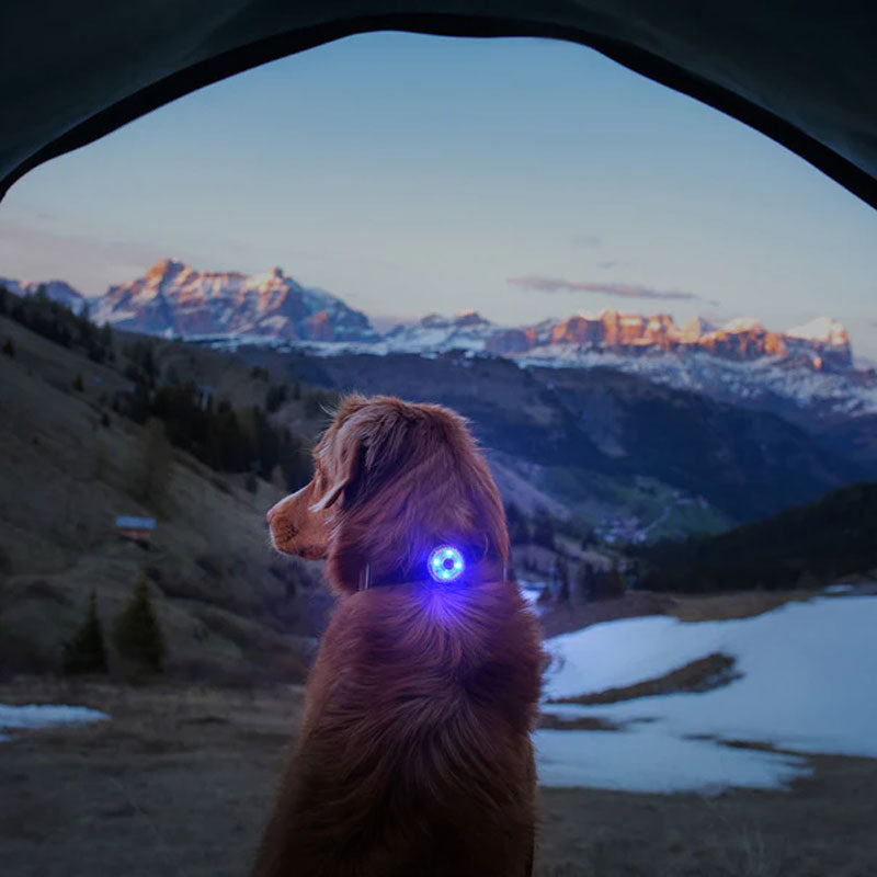 EzyDog GO2 Luz Roja para Perros