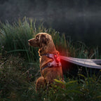 EzyDog GO2 Luz Roja para Perros