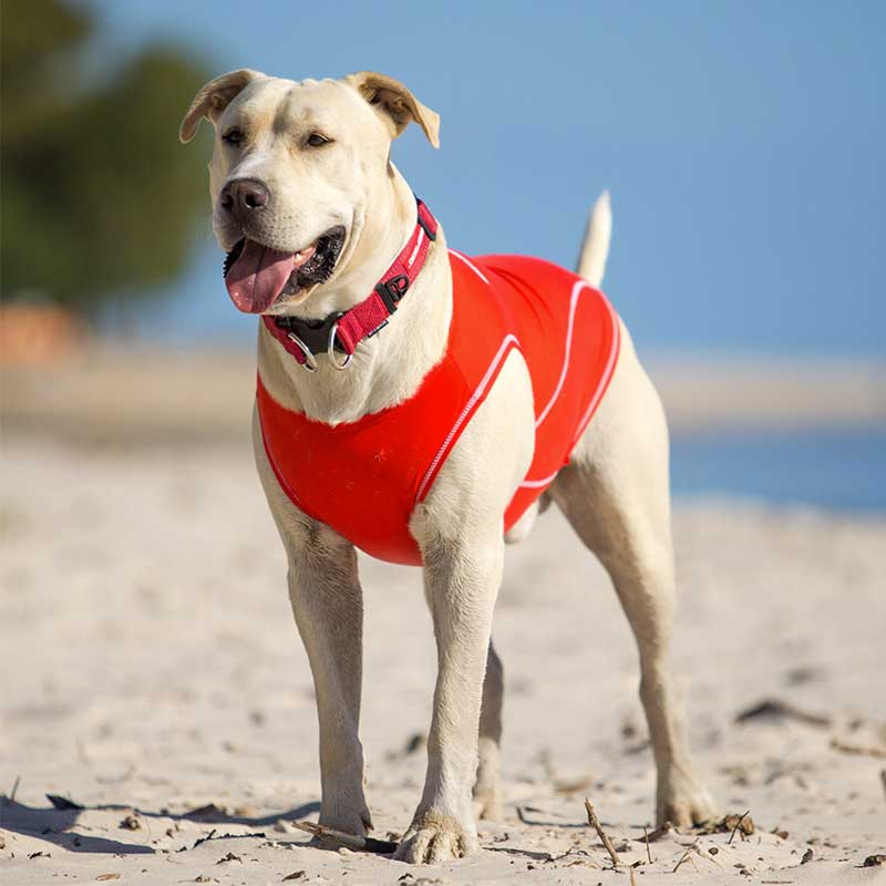 Camiseta Playa Filtro UV Rashies EzyDog - M