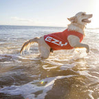 Camiseta Playa Filtro UV Rashies EzyDog - L