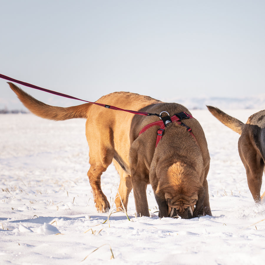 Correa larga "Track N Train" Ezydog 