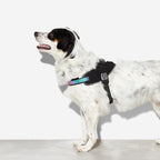 Arnés "Flyharness" Gotham Zee.Dog